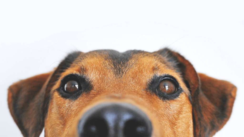 CBD Oil For Dogs?